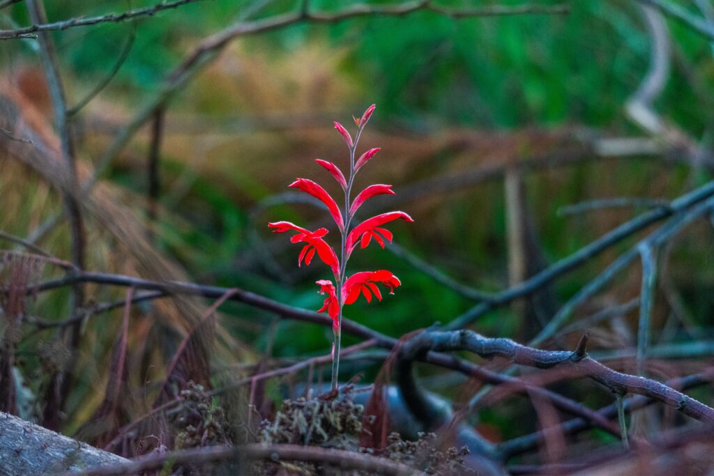 Outeniqua Nature Reserve