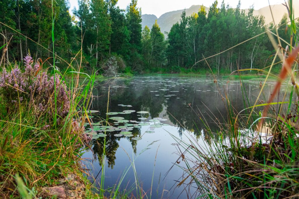 Outeniqua Nature Reserve