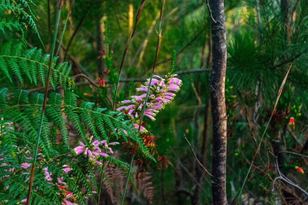 Outeniqua Nature reserve