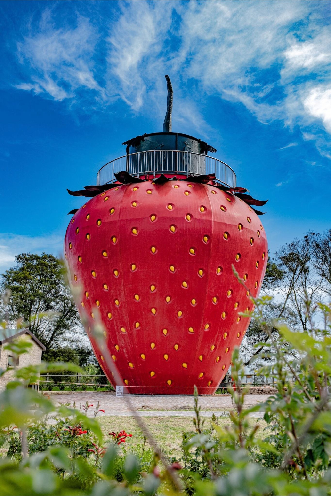 STRAWBERRY